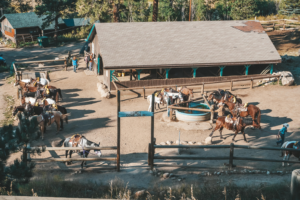 estes park horseback riding stables